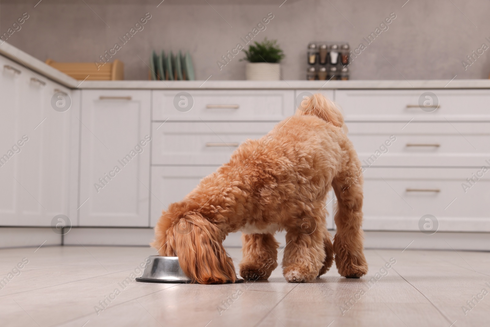 Photo of Cute dog eating pet food from feeding bowl at home