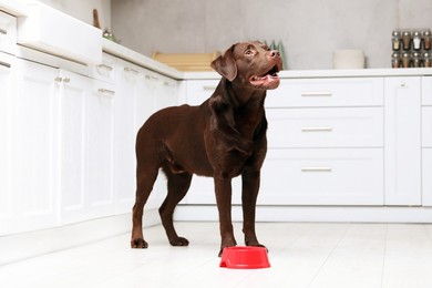 Photo of Cute dog waiting for pet food near empty bowl on floor indoors