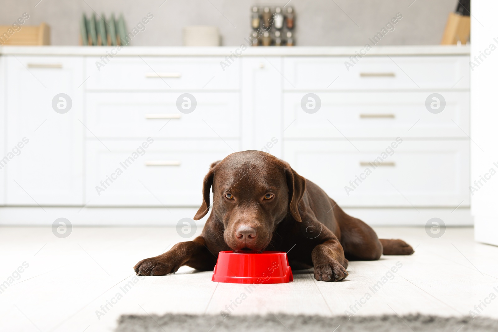 Photo of Cute dog waiting for pet food near empty bowl on floor indoors