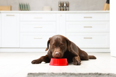 Photo of Cute dog waiting for pet food near empty bowl on floor indoors