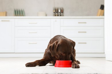 Photo of Cute dog eating dry pet food from feeding bowl on floor indoors