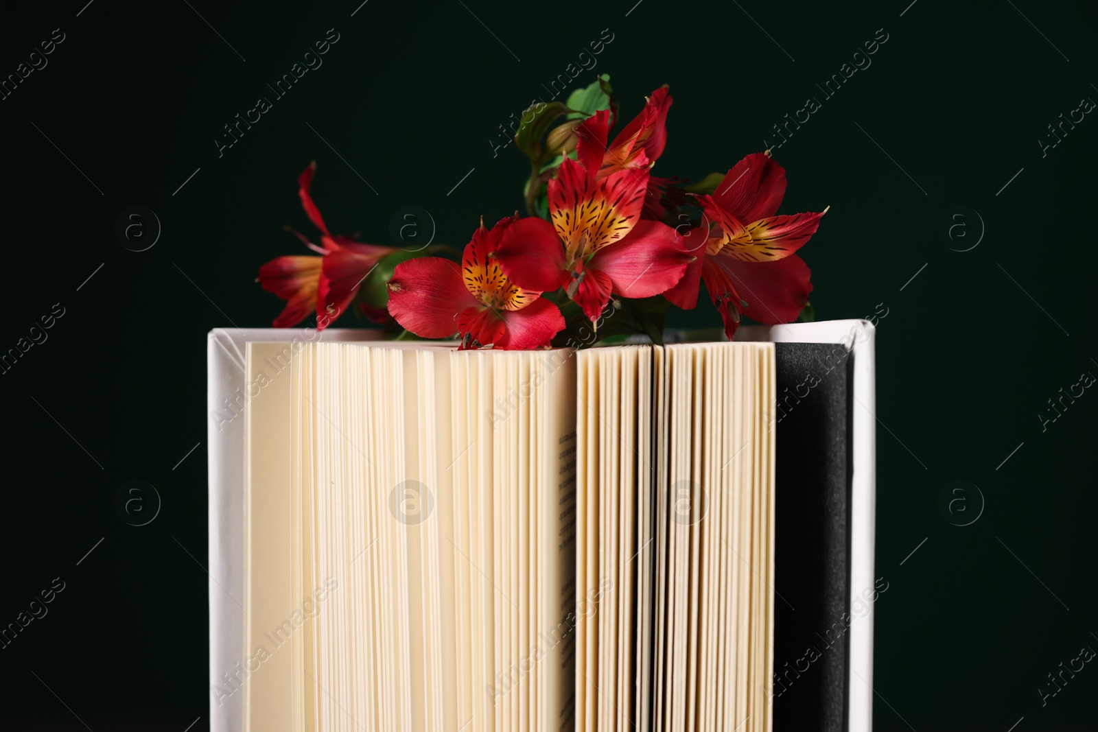 Photo of Book and beautiful alstroemeria flowers on black background, closeup