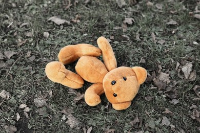 Photo of Lost brown teddy bear on green grass, above view