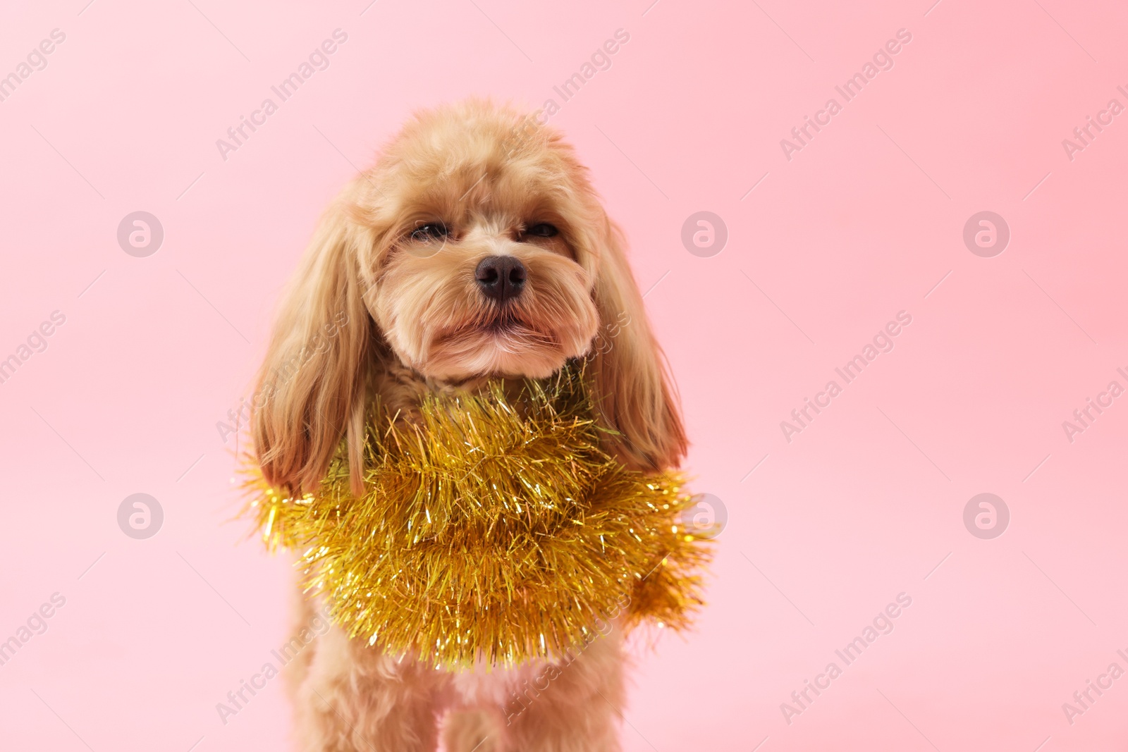 Photo of Cute dog with shiny tinsel on pink background