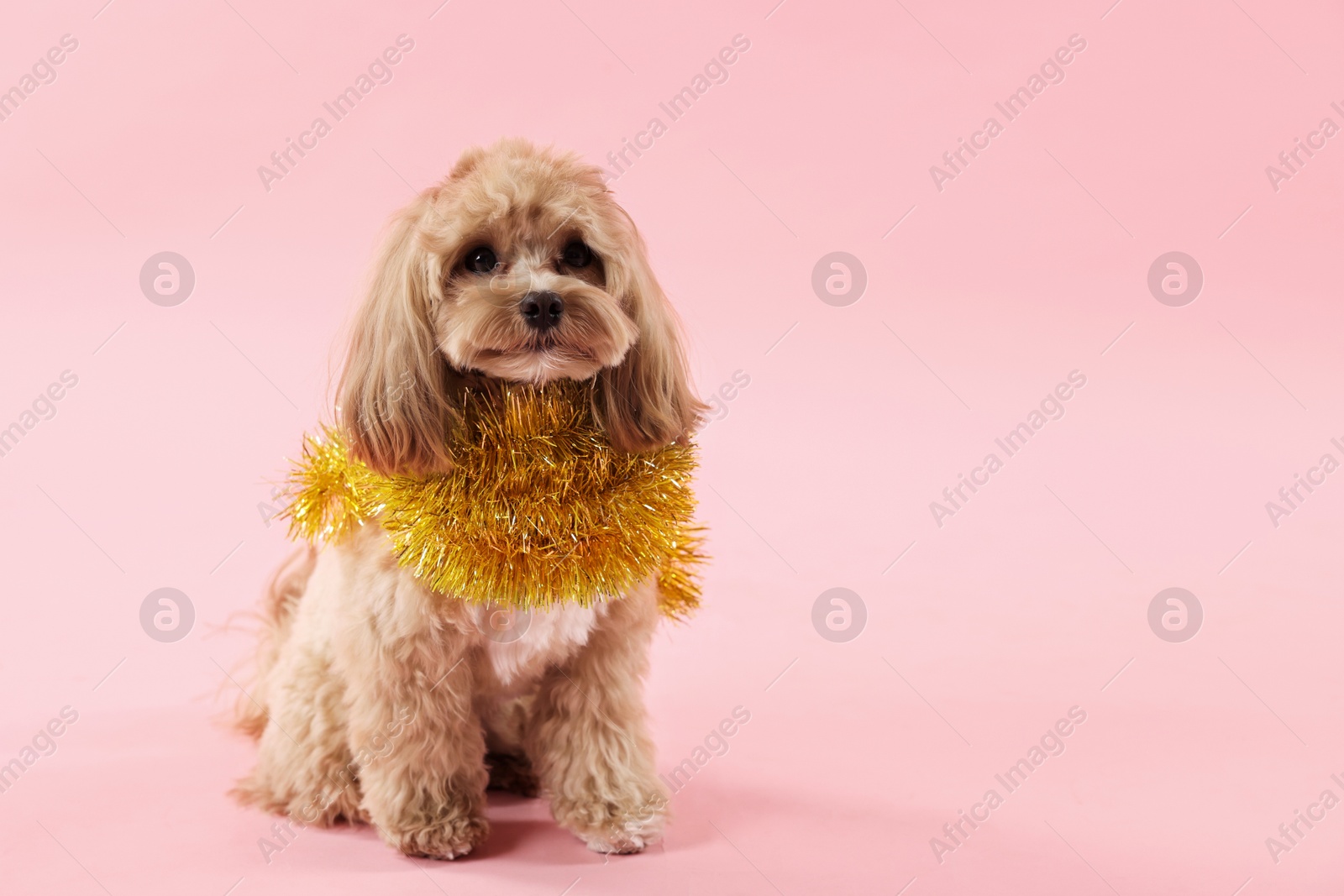 Photo of Cute dog with shiny tinsel on pink background. Space for text