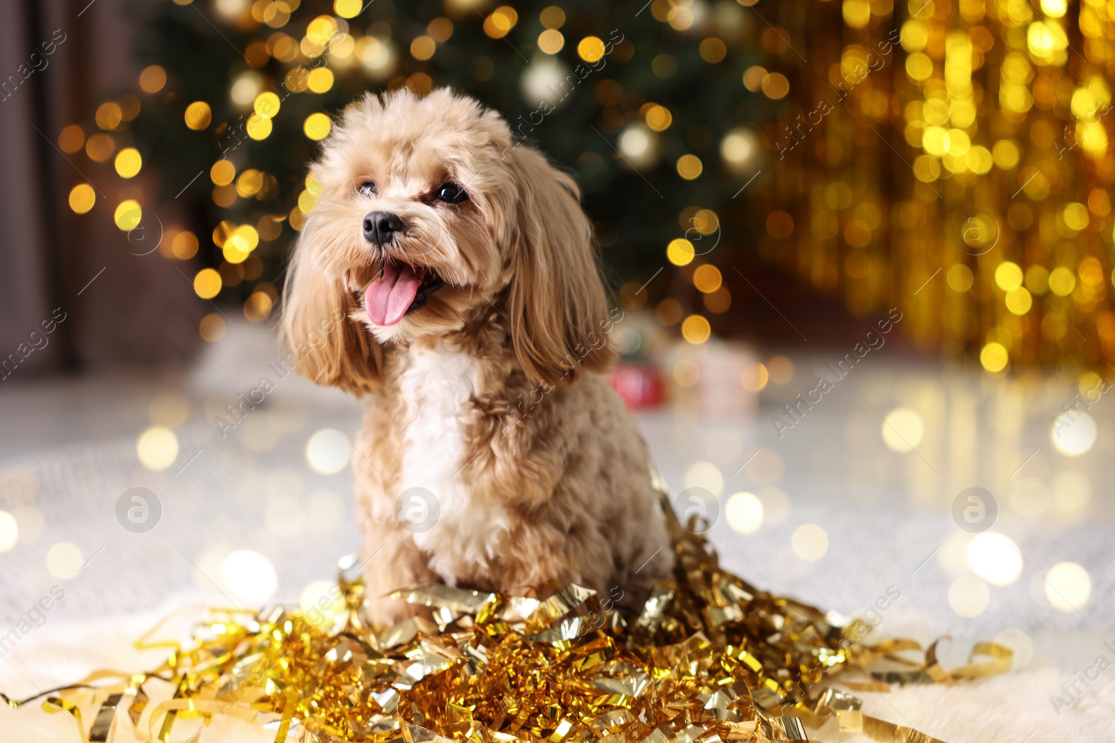 Photo of Cute dog with pile of shiny tinsels on floor against blurred lights