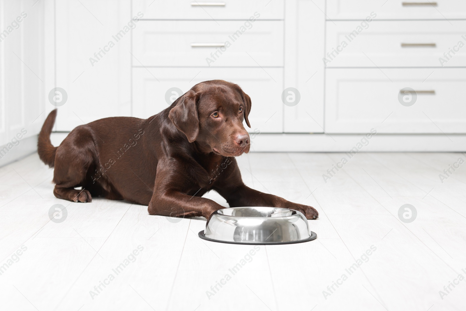 Photo of Cute dog waiting for pet food near empty bowl on floor indoors, space for text