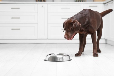 Photo of Cute dog waiting for pet food near empty bowl on floor indoors, space for text