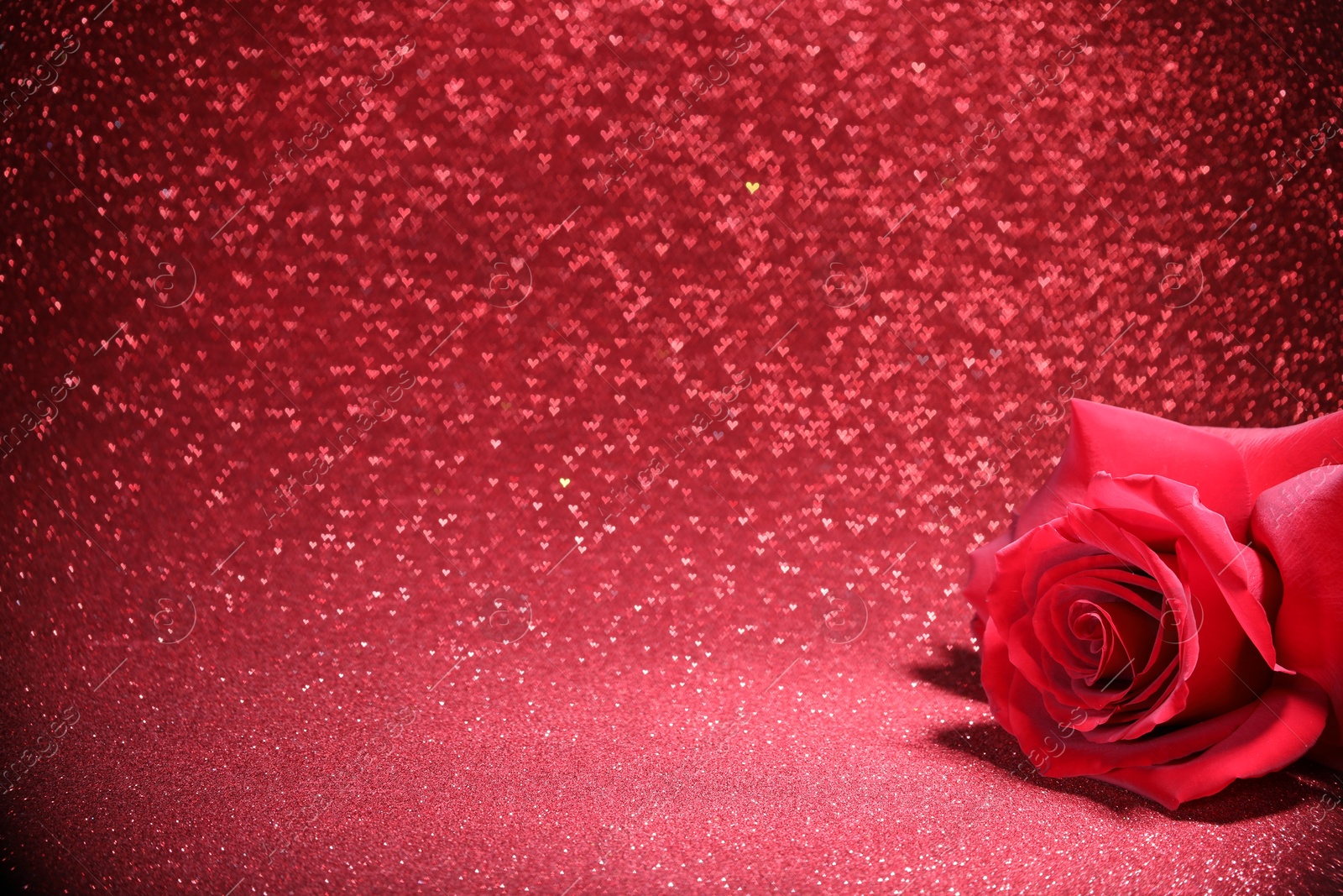 Photo of Romantic decor. Beautiful rose on shiny pink glitter and heart shaped lights, space for text. Bokeh effect