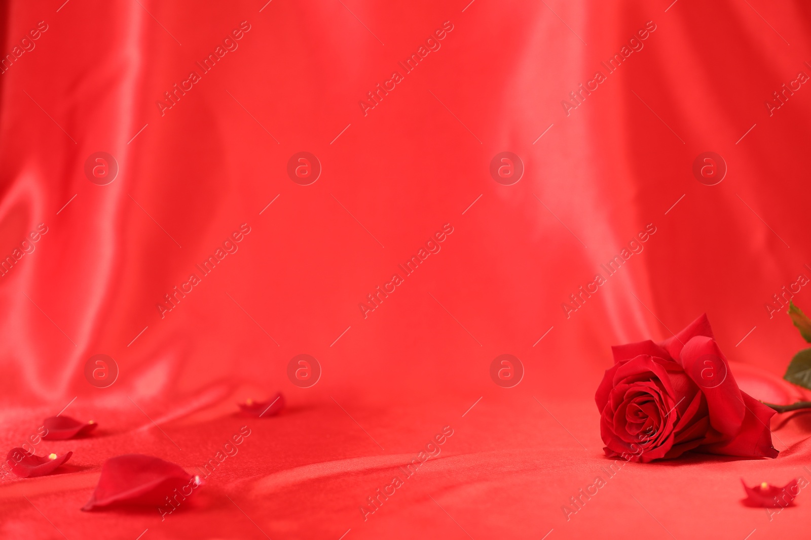 Photo of Romantic decor. Beautiful rose and petals on crumpled red silk fabric, space for text