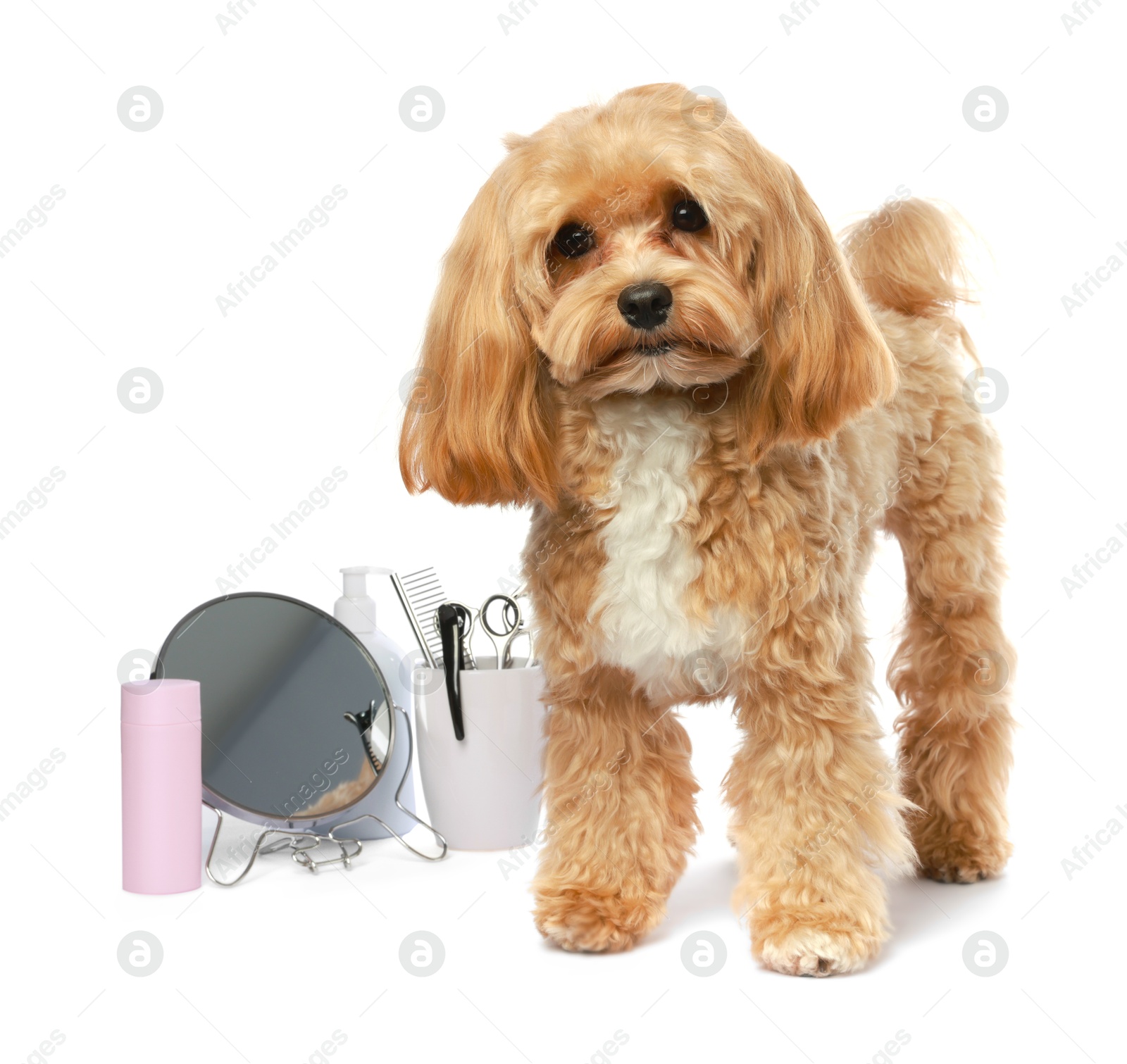 Photo of Cute dog and grooming tools on white background