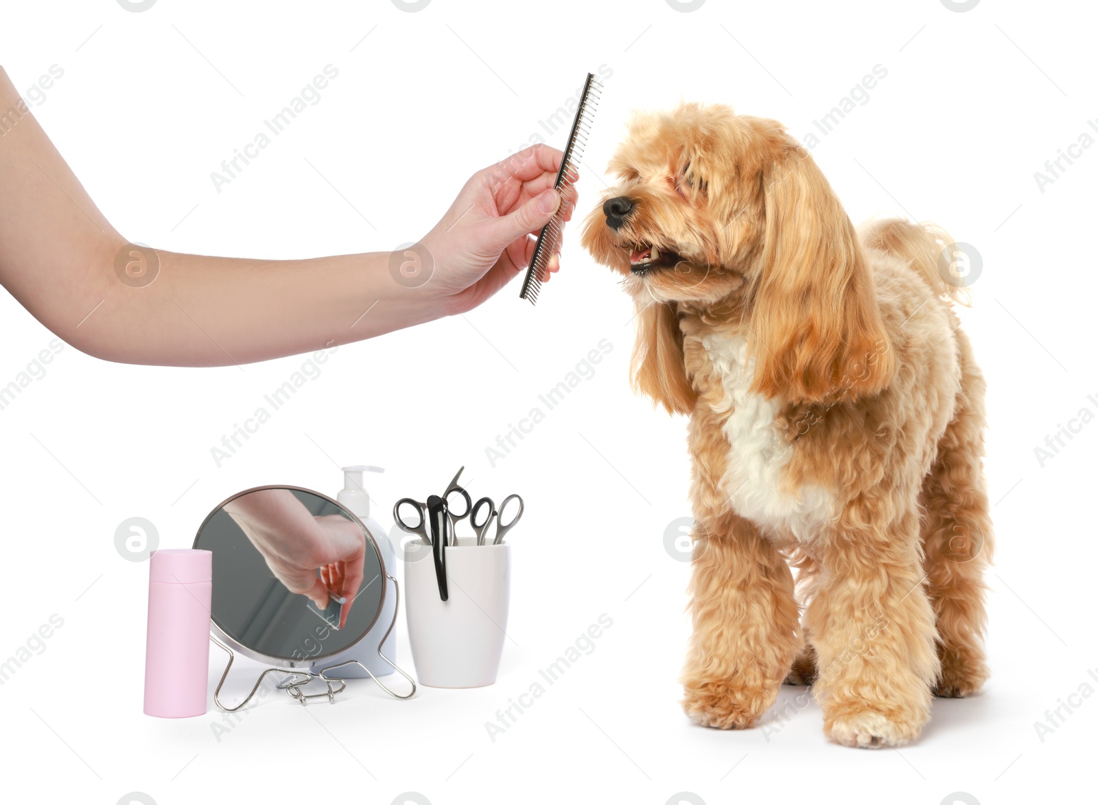 Photo of Woman with comb and cute dog on white background, closeup. Pet grooming