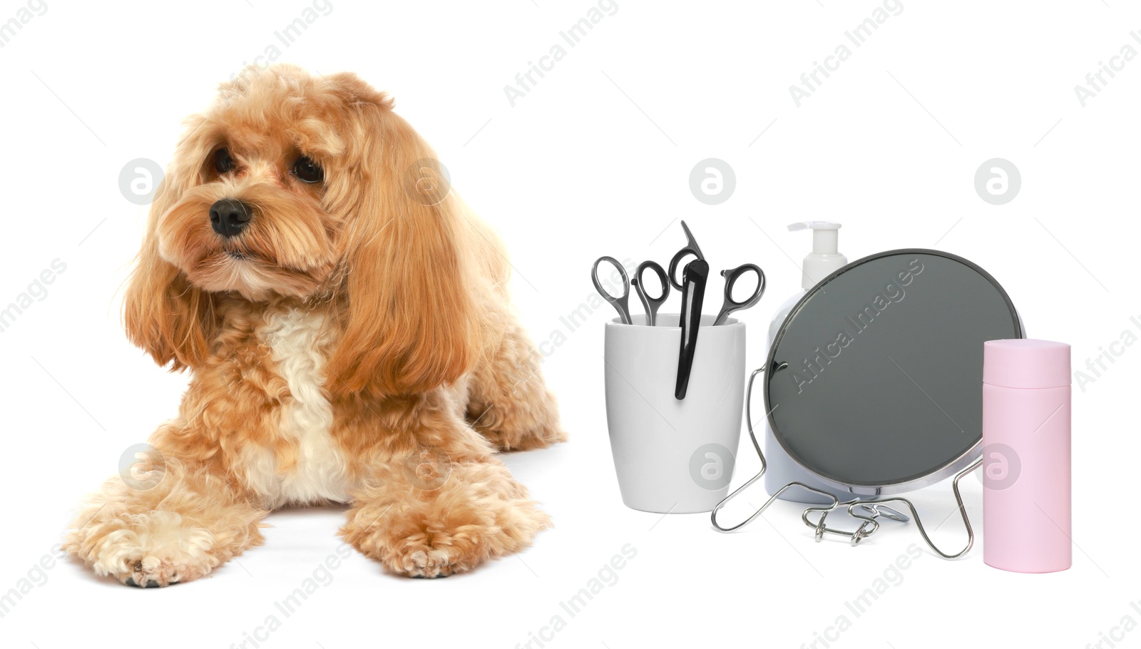 Photo of Cute dog and grooming tools on white background