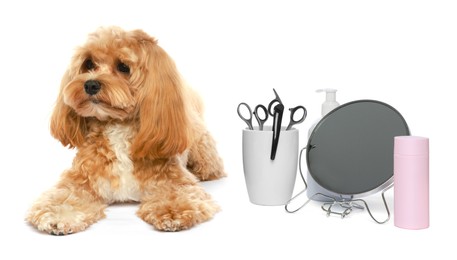 Photo of Cute dog and grooming tools on white background