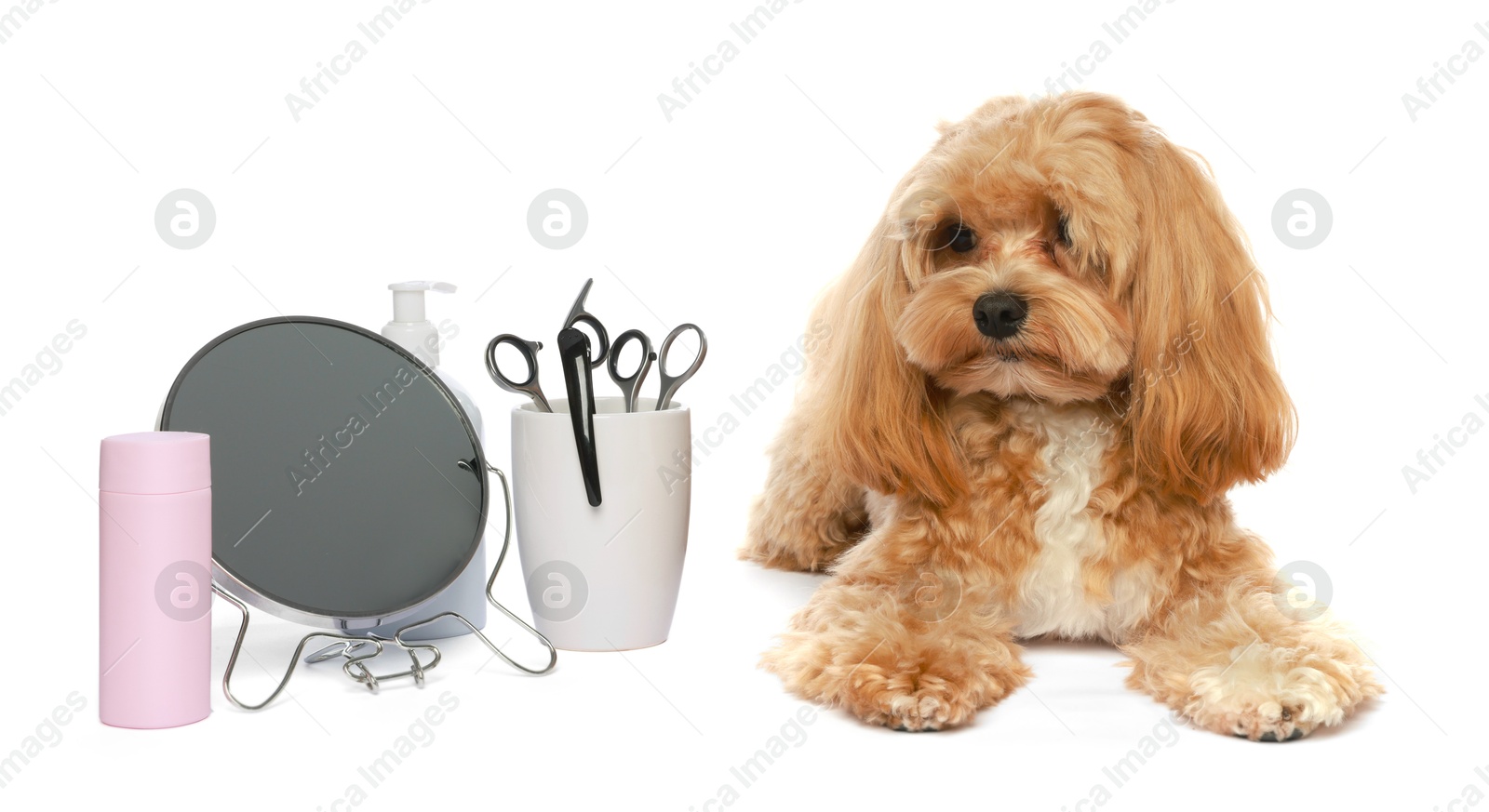 Photo of Cute dog and grooming tools on white background