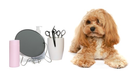 Photo of Cute dog and grooming tools on white background