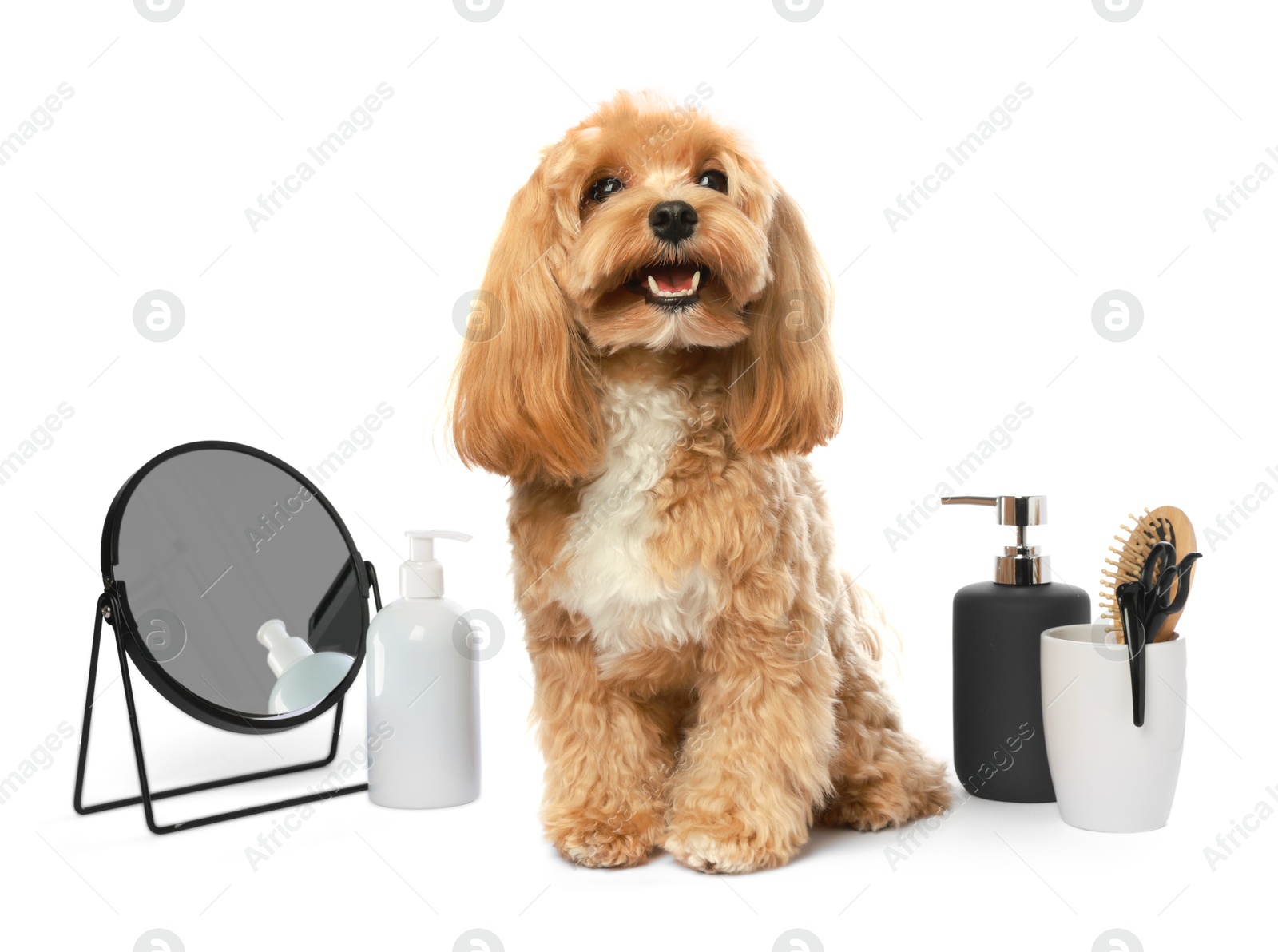 Photo of Cute dog and grooming tools on white background