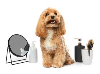 Photo of Cute dog and grooming tools on white background