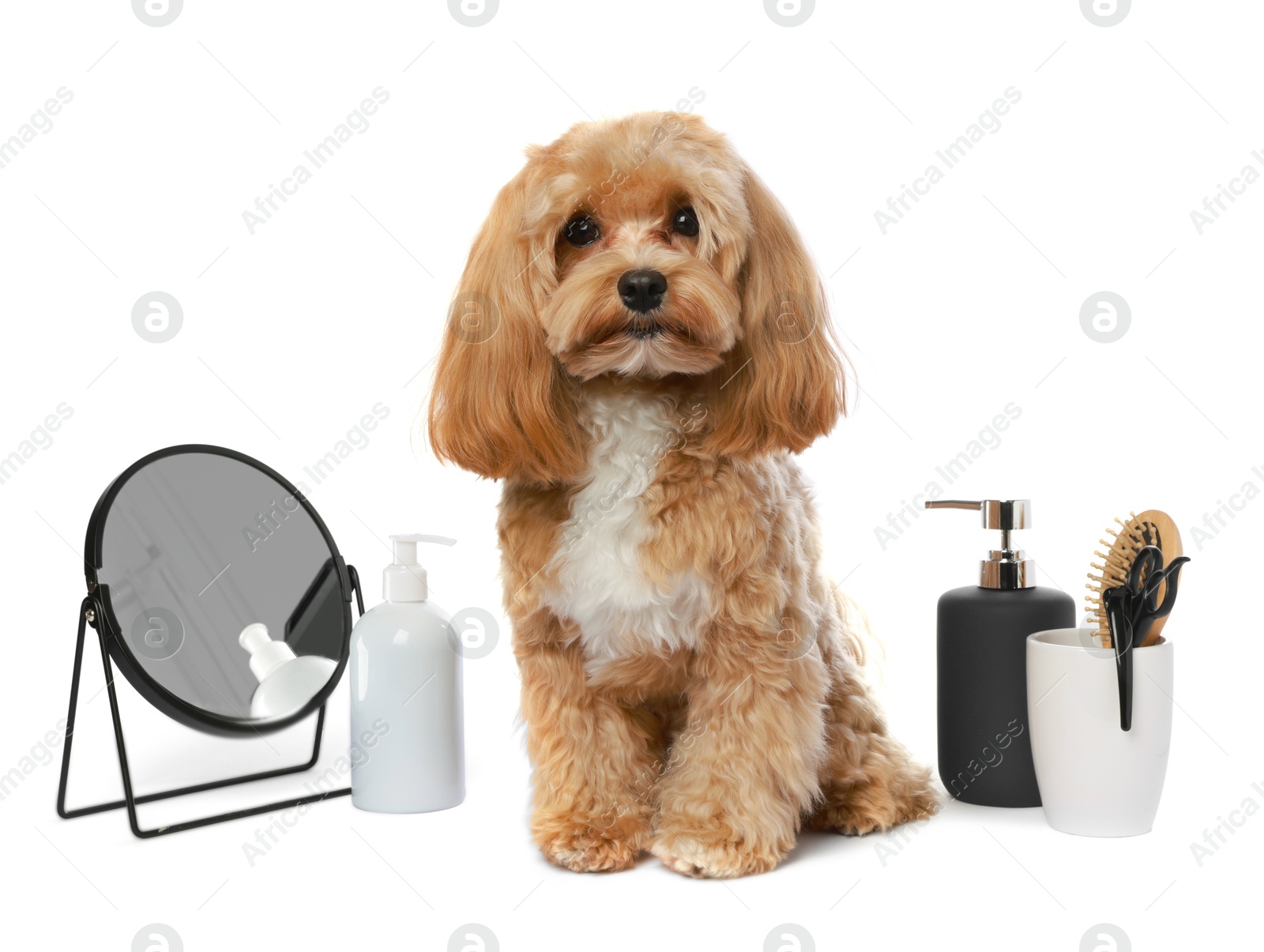 Photo of Cute dog and grooming tools on white background