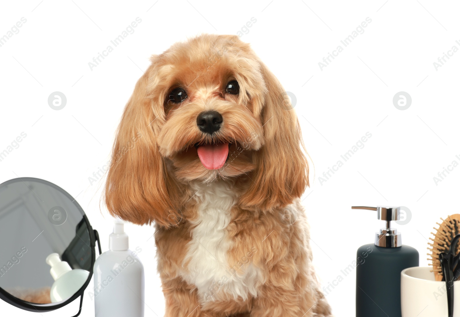 Photo of Cute dog and grooming tools on white background