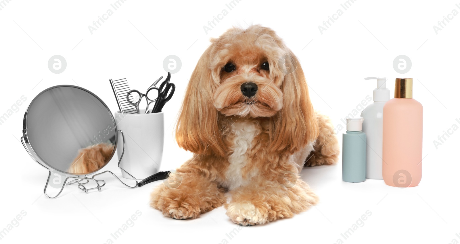 Photo of Cute dog and grooming tools on white background