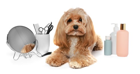 Photo of Cute dog and grooming tools on white background