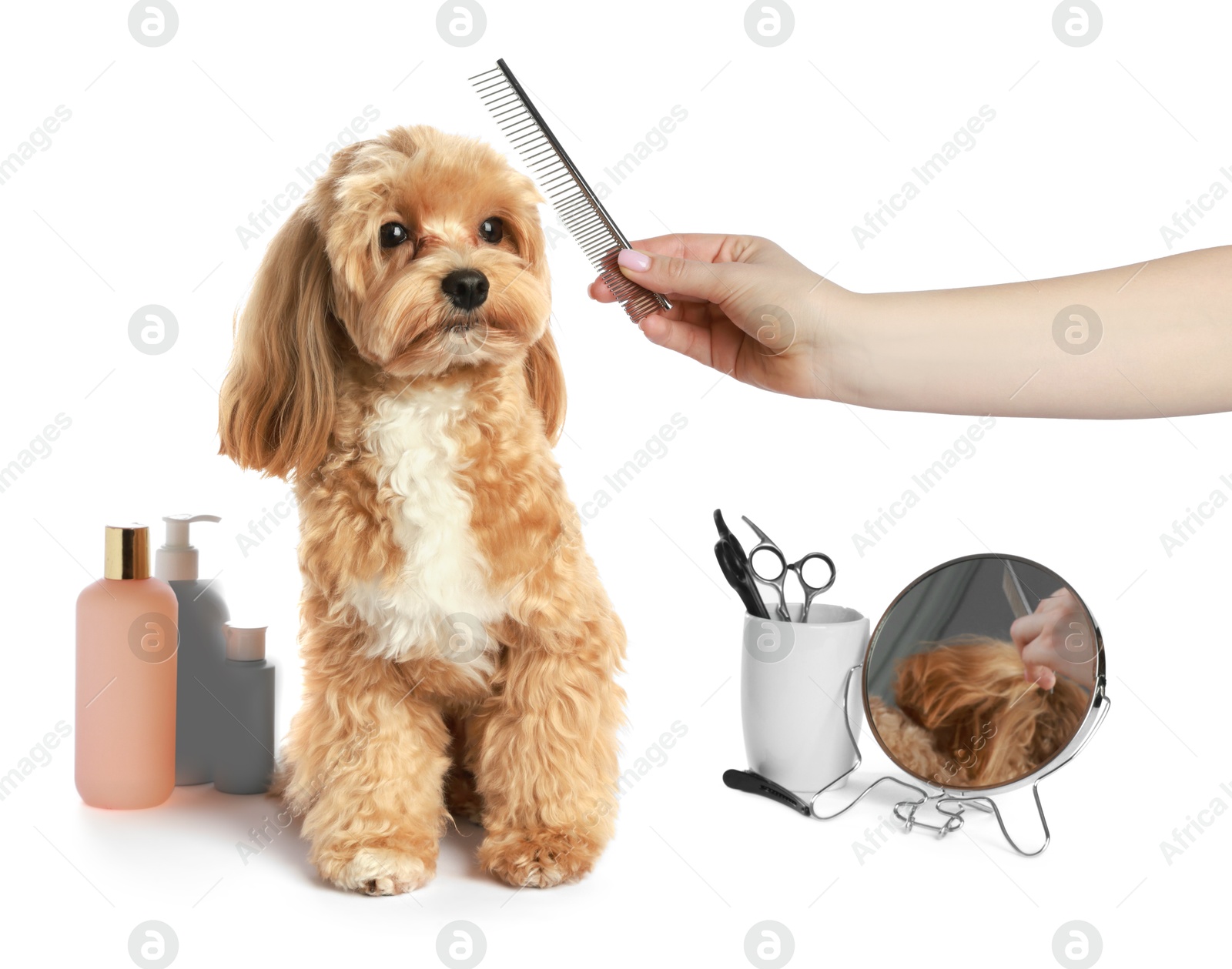 Photo of Woman brushing cute dog with comb on white background, closeup. Pet grooming