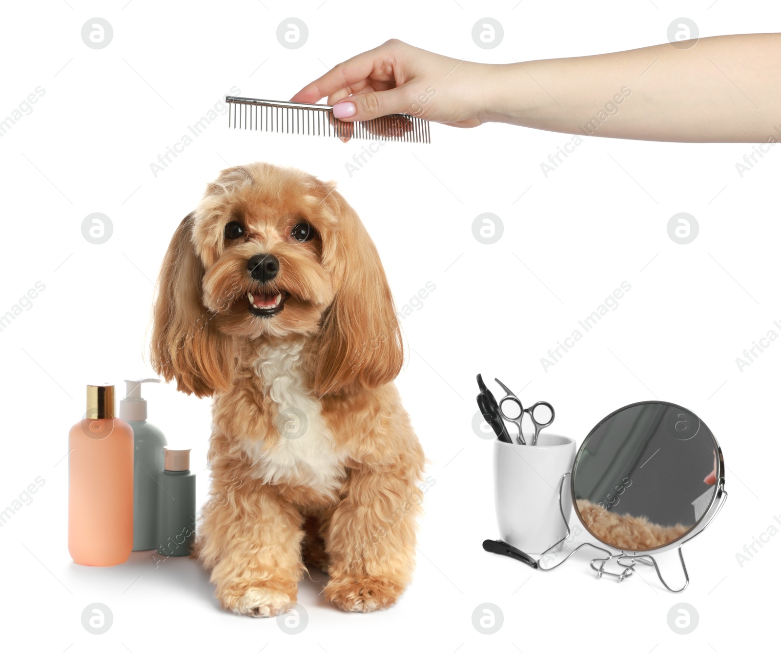 Photo of Woman brushing cute dog with comb on white background, closeup. Pet grooming