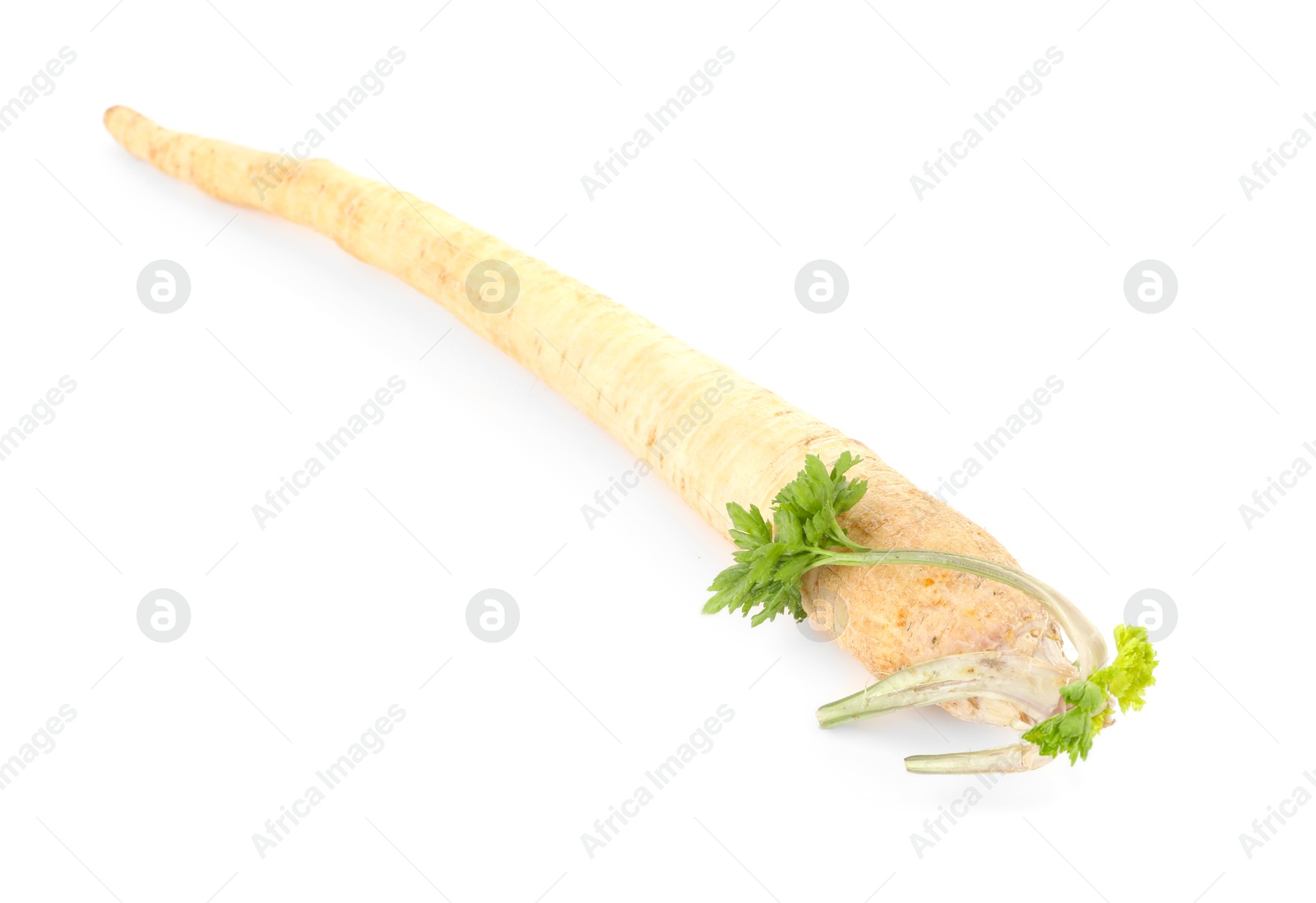 Photo of One fresh parsnip isolated on white. Root vegetable