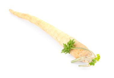 One fresh parsnip isolated on white. Root vegetable