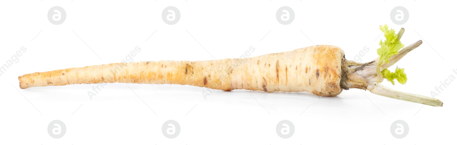 Photo of One fresh parsnip isolated on white. Root vegetable