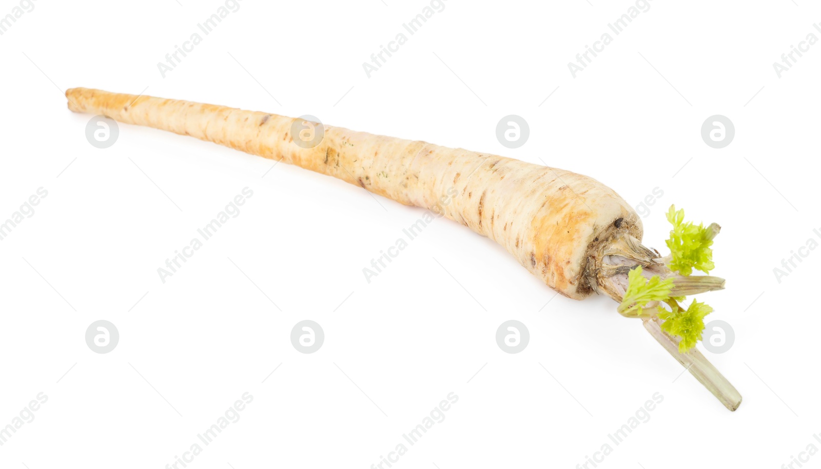 Photo of One fresh parsnip isolated on white. Root vegetable