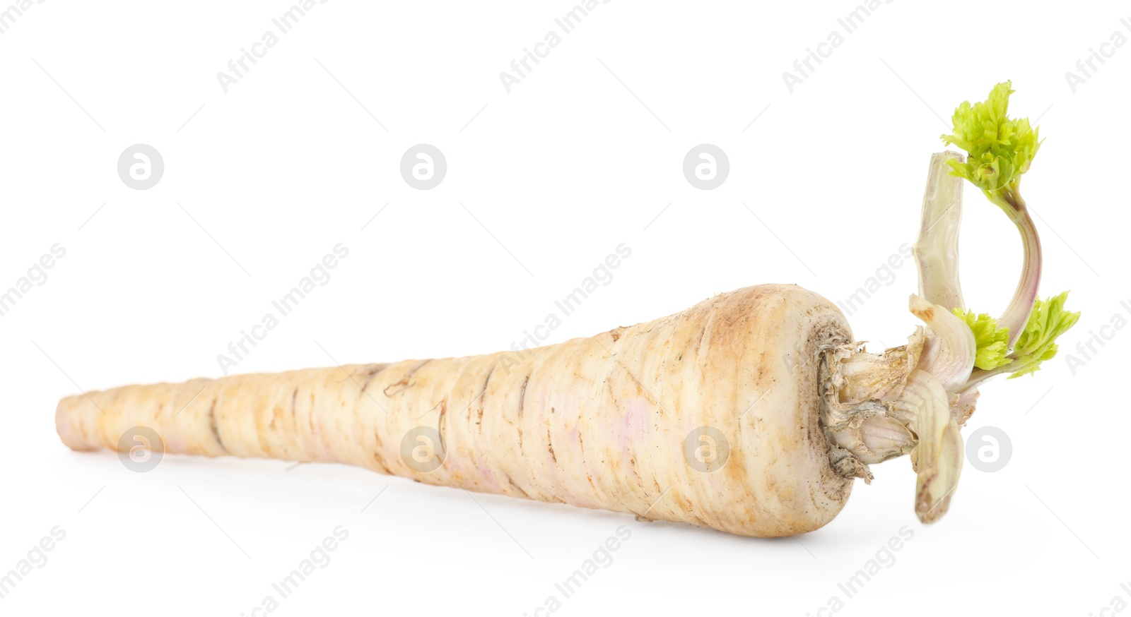 Photo of One fresh parsnip isolated on white. Root vegetable