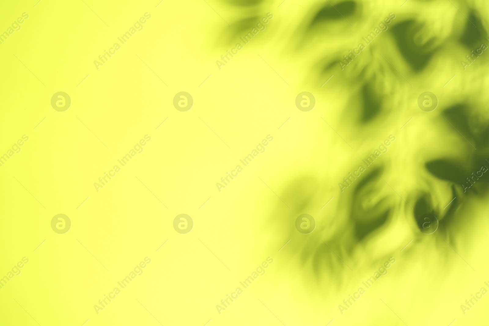 Photo of Shadow cast by plant on yellow background