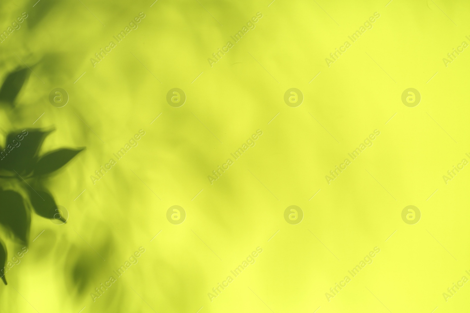 Photo of Shadow cast by plant on yellow background