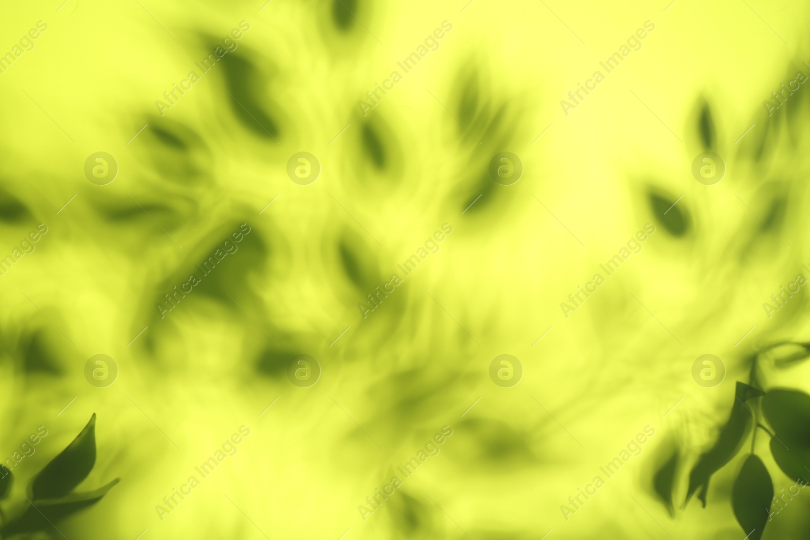 Photo of Shadow cast by plant on yellow background