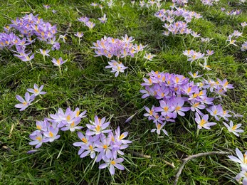 Photo of Beautiful violet crocus flowers growing outdoors, closeup