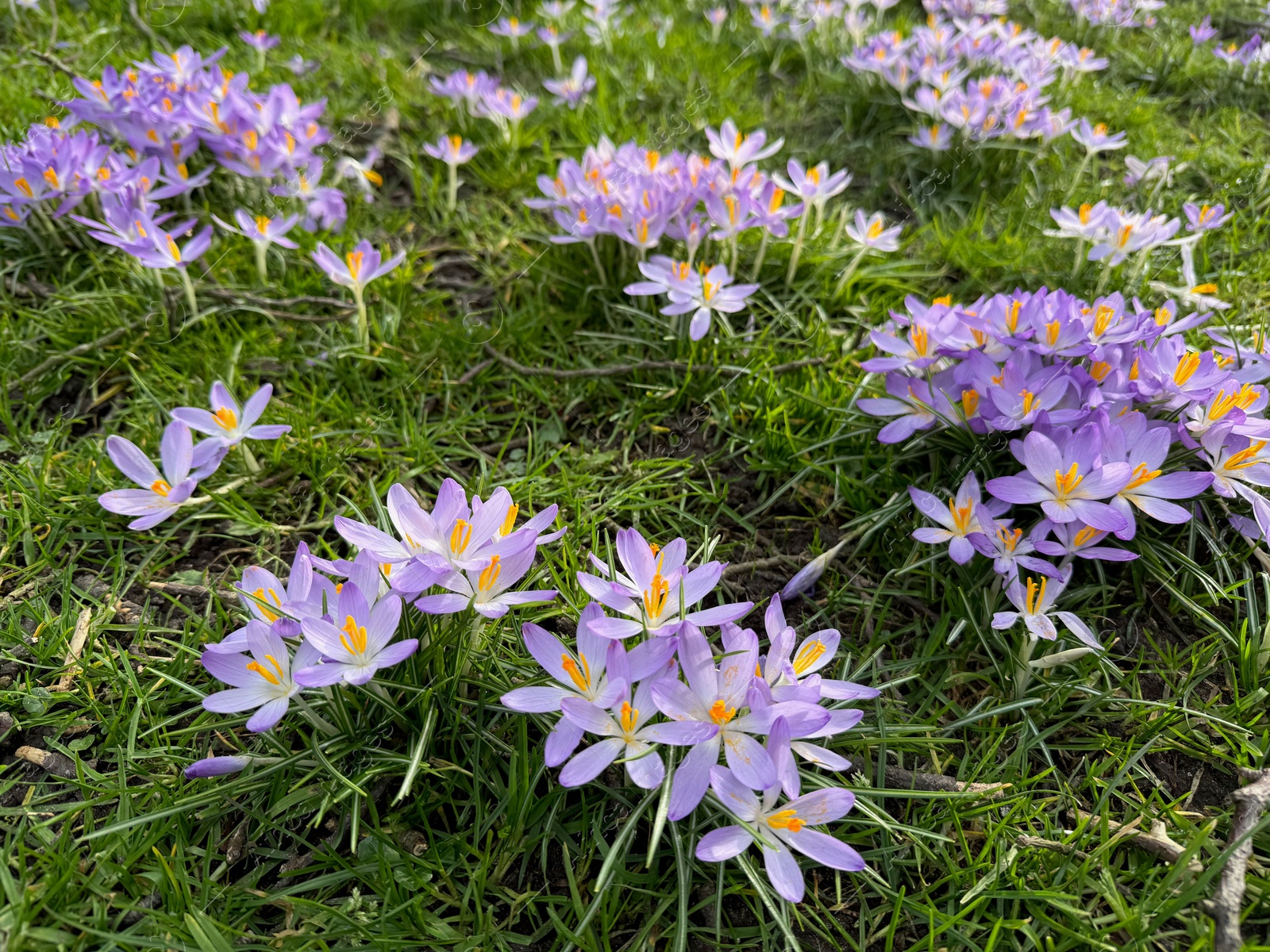 Beautiful violet crocus flowers growing outdoors, closeup Photo of Beautiful violet crocus flowers growing outdoors, closeup