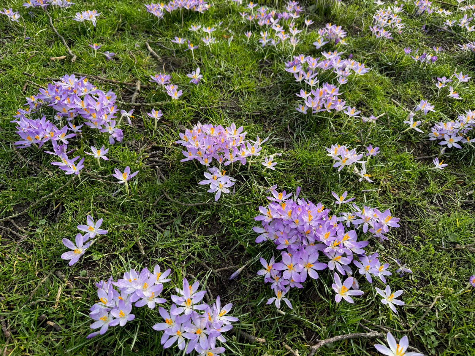 Beautiful violet crocus flowers growing outdoors. Spring season Photo of Beautiful violet crocus flowers growing outdoors. Spring season