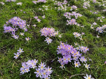Photo of Beautiful violet crocus flowers growing outdoors. Spring season