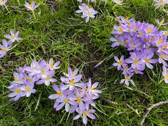 Photo of Beautiful violet crocus flowers growing outdoors, closeup