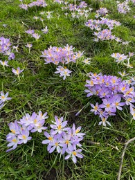 Beautiful violet crocus flowers growing outdoors. Spring season