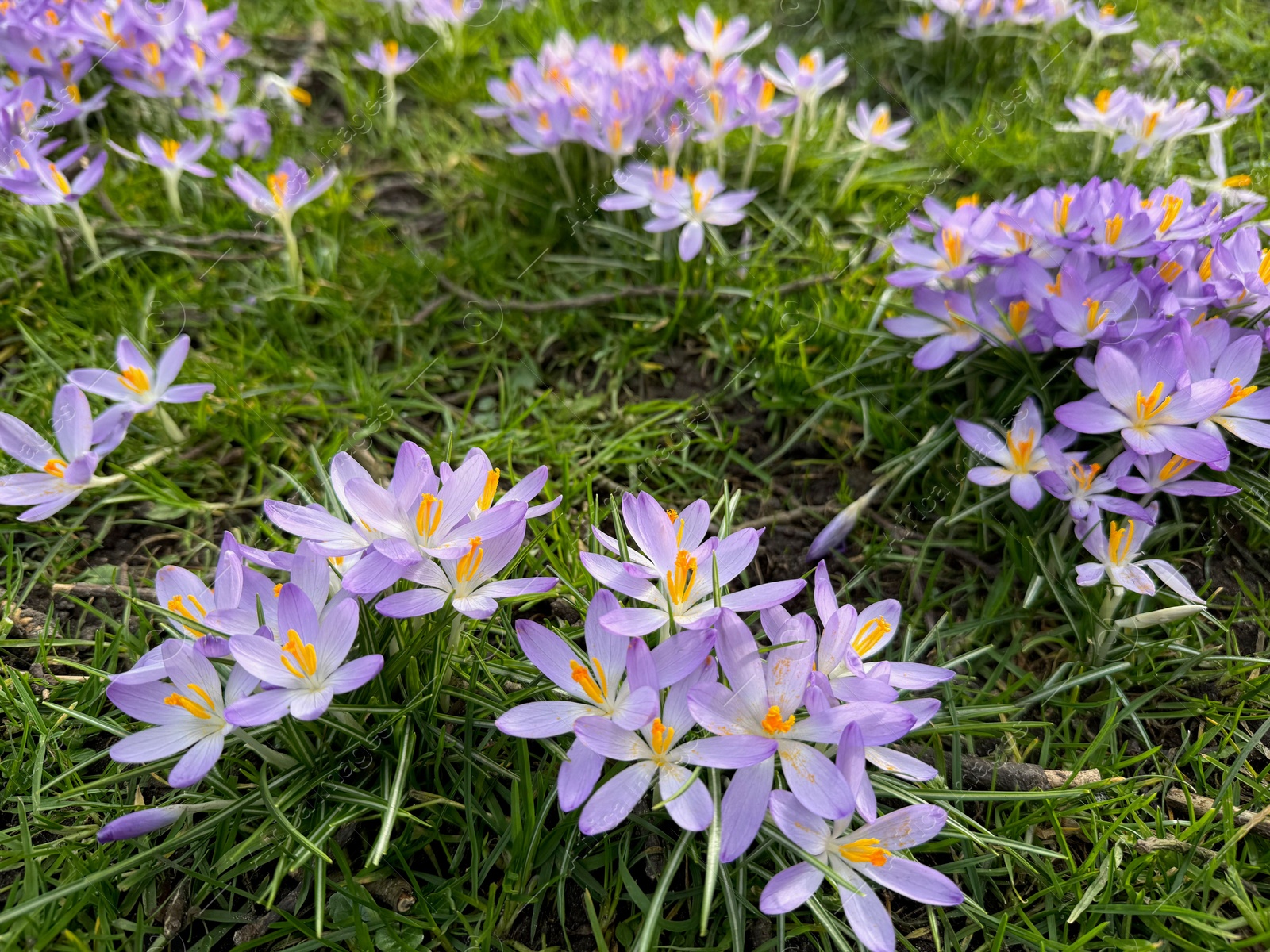 Beautiful violet crocus flowers growing outdoors, closeup Photo of Beautiful violet crocus flowers growing outdoors, closeup
