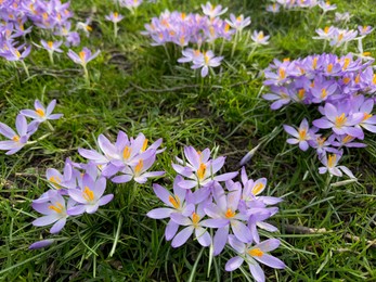 Photo of Beautiful violet crocus flowers growing outdoors, closeup