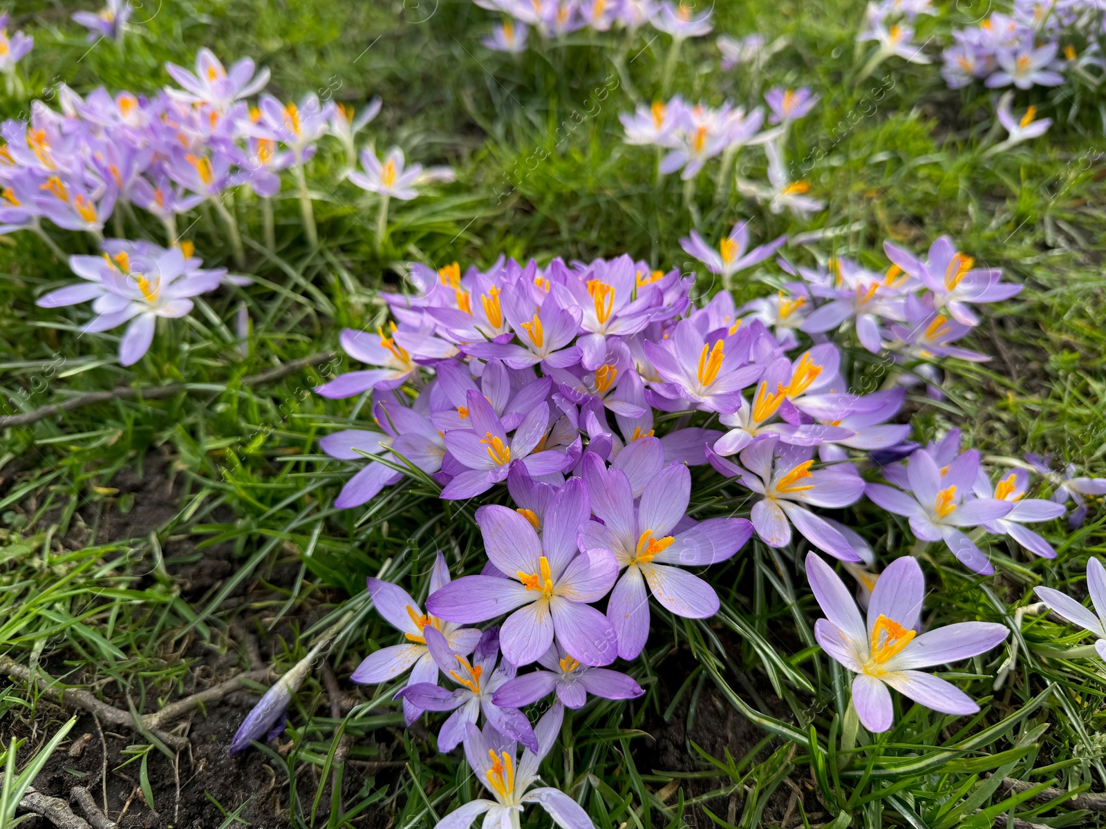 Photo of Beautiful violet crocus flowers growing outdoors, closeup