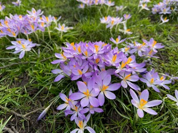 Photo of Beautiful violet crocus flowers growing outdoors, closeup