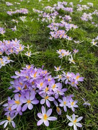 Photo of Beautiful violet crocus flowers growing outdoors, closeup