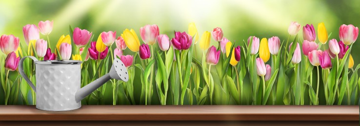 Image of Gardening. Watering can on wooden surface near flower bed with tulips under sunlight. Banner design