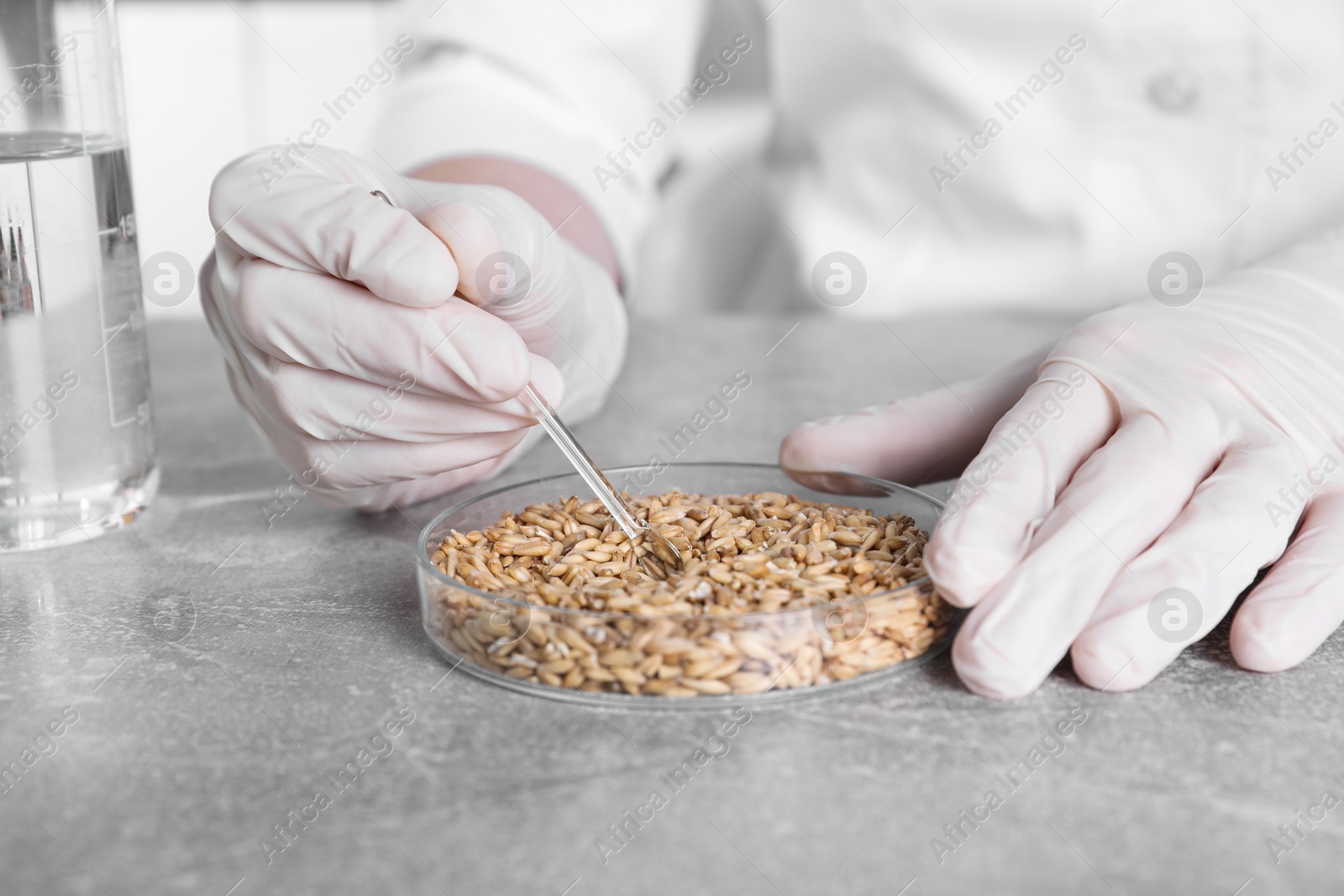 Photo of Laboratory testing. Scientist working with grain sample at grey table indoors, closeup