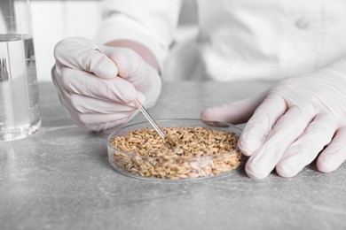 Photo of Laboratory testing. Scientist working with grain sample at grey table indoors, closeup